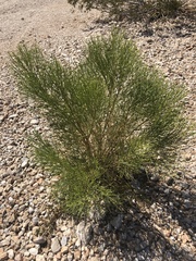 Baccharis sergiloides