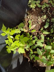 Cardiospermum grandiflorum