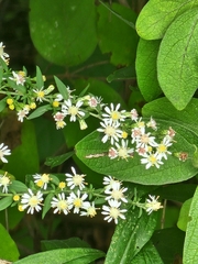 Symphyotrichum lateriflorum