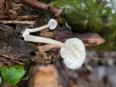 Mycena galericulata