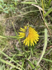Pseudochorthippus curtipennis