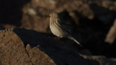 Linaria flavirostris