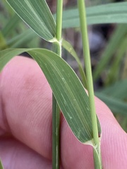 Setaria scheelei