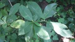 Tabernaemontana glabra