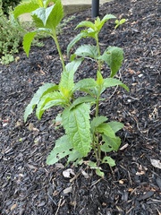 Eutrochium maculatum