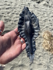 Callorhinchus milii