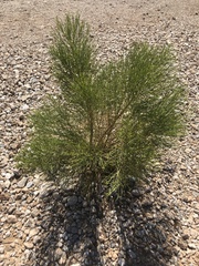 Baccharis sergiloides