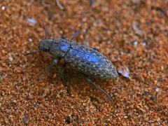 Imatismus villosus