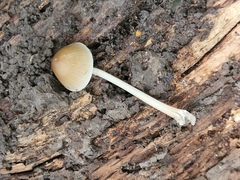 Mycena galericulata