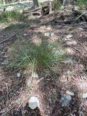 Setaria scheelei