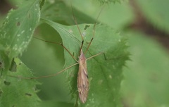 Platytipula