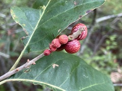 Kokkocynips imbricariae