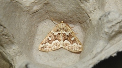Caripeta divisata