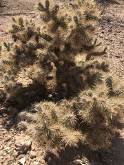 Cylindropuntia multigeniculata