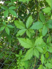 Rubus trivialis
