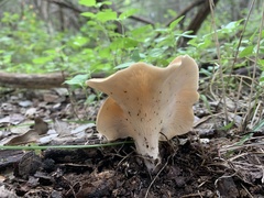 Hohenbuehelia petaloides