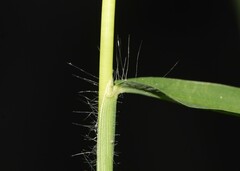 Digitaria ciliaris