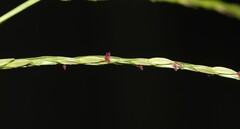 Digitaria ciliaris