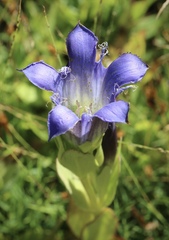 Gentiana plurisetosa
