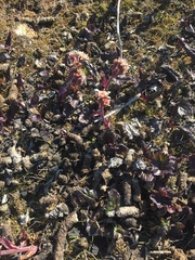 Petasites frigidus