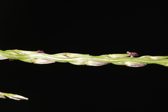 Digitaria ciliaris
