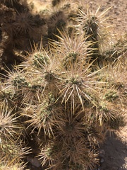 Cylindropuntia multigeniculata