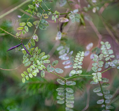 Vicia sylvatica