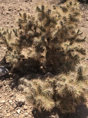 Cylindropuntia multigeniculata