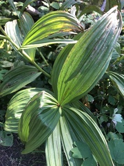 Veratrum