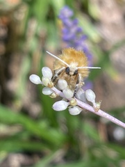 Megalopyge opercularis