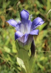 Gentiana plurisetosa