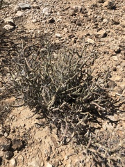 Cylindropuntia ramosissima
