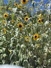 Helianthus argophyllus