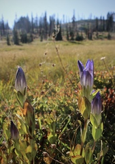 Gentiana plurisetosa