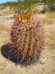 Ferocactus cylindraceus