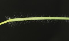 Digitaria ciliaris