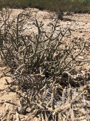 Cylindropuntia ramosissima
