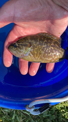 Lepomis gulosus