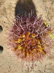 Ferocactus cylindraceus
