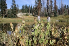 Gentiana plurisetosa