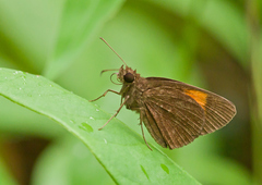 Koruthaialos rubecula
