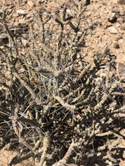 Cylindropuntia ramosissima