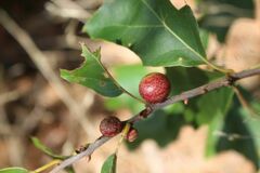 Kokkocynips imbricariae