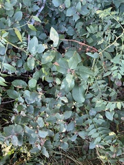 Symphoricarpos occidentalis