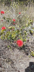Calliandra haematocephala