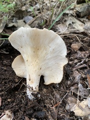 Hohenbuehelia petaloides