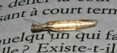 Pleurota aristella