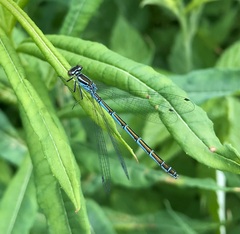 Coenagrion hastulatum