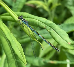 Coenagrion hastulatum