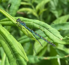 Coenagrion hastulatum